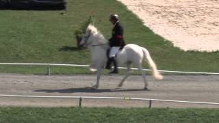 T1 Tölt BFinal WC Icelandic Horses  IslandpferdeWM VM Islandshästar 2013 [upl. by Llezniuq28]