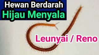 HEWAN BERDARAH HIJAU MENYALA 🐛 Cacing Berdarah Hijau Menyala 🐛 Kaki Seribu 🐛 Geophilus Shorts [upl. by Ahsitneuq]