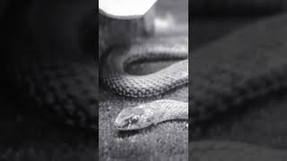 Elongated Snake ecosystemstudies [upl. by Sayre]