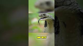 Incredible Venom  Indian Cripes vs King Cobra [upl. by Bertrando]