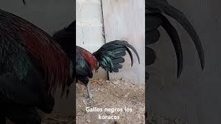 Gallos negros los korucos Monterrey NL [upl. by Irvin870]