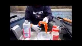 Steelhead Candy  How to cure and fish steelhead roe using Pautzkes BorxOFire cure [upl. by Volny]