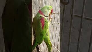 Clear voice parrot Talk Ay Mithoshorts parrot mitho [upl. by Auqinimod421]