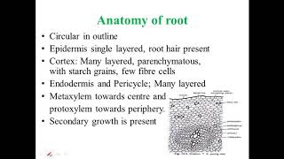 GnetumMorphology and Anatomy [upl. by Jer143]