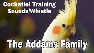 Cockatiel Training Whistle The Addams Family [upl. by Mannos]