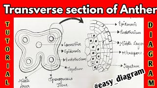 tutorialdiagram Class12 stepbystep How to draw diagram of Transverse section of Young Anther [upl. by Cr932]