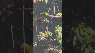 Cute Lorikeets having breakfast lorikeets birds nature [upl. by Lachlan577]