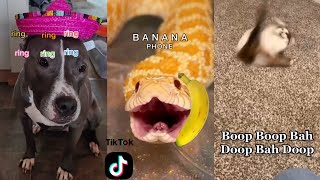 Banana Phone Funny TikTok Compilation [upl. by Pembroke]