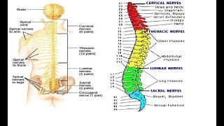 Two Minutes of Anatomy Spinal Nerves [upl. by Myk]