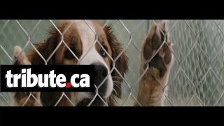 A Dogs Purpose 2017  Doggie Matchmaker Scene 310  Movieclips [upl. by Witha139]