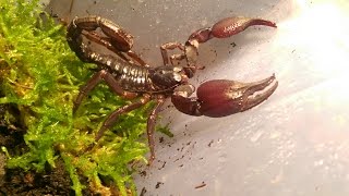 Unboxing Skorpiona Heterometrus petersii [upl. by King623]