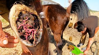 HORSE HOOF CLEANING AND GROOMING LIVE [upl. by Cristina]