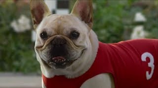 10 Funny Dog Commercials [upl. by Hcir265]