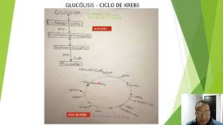 video Etapa 2 Metabolismo de Nutrientes [upl. by Brasca626]