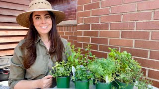 Starting My Herb Container Garden  Chicago Gardener [upl. by Lorette791]