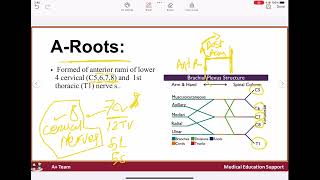 Brachial plexus [upl. by Ettedualc]