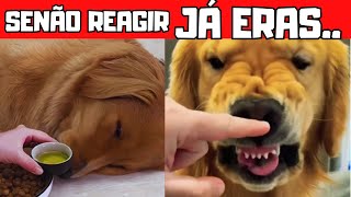 CACHORRO QUE NÃO QUER COMER A RAÇÃO cachorros [upl. by Ennahtur]