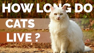 Cat Lifespan On Average   How Long Do Cats Live [upl. by Moht]