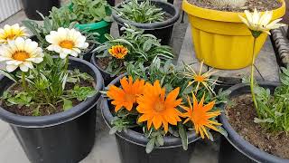 How to take care of Gazania flowering plant  गजानिया के पौधे की देखभाल॥ [upl. by Horbal]