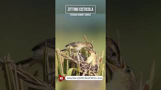 Feeding Hungry Chicks  Zitting cisticola [upl. by Lessard973]