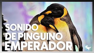 •SONIDO REAL PINGUINO EMPERADOR [upl. by Federico]