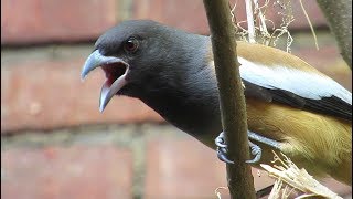 Bird Songs Screeching Calls Of A Rufous Treepie Bird [upl. by Sussna750]