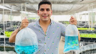 Peces de ornato  40 millones de ejemplares anuales en producción  Peces Transgénicos Pez angel [upl. by Adyl]