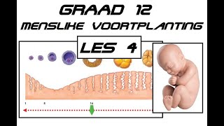 Lewenswetenskappe GR12 Menslike Voortplanting Les4 [upl. by Elauqsap716]