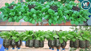 Learn How to Grow Bok Choy in Hanging Bottles at Home Like a Pro [upl. by Akinnor]