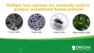 Educational Seminar Expression Hosts for Recombinant Proteins [upl. by Murtagh]