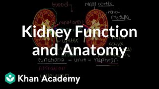 Kidney function and anatomy  Renal system physiology  NCLEXRN  Khan Academy [upl. by Enrol684]