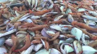 Shrimping september October 2016 [upl. by Minsk]