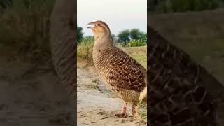 Francolin Male voiceteetarawazyoutubeshortsviralvideotrend [upl. by Rosane543]