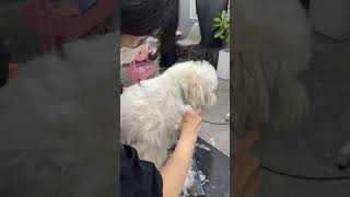 COTON DE TULEAR FULL GROOMING NEW SUMMER VIBE 😀🐶🐾 dog groomed coton puppy pets cute [upl. by Nylrebma]