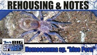 Homoeomma sp quotblue Peruquot Husbandry Notes [upl. by Nairolf782]