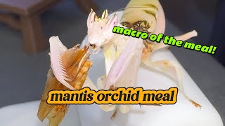 mantis orchid meal Hymenopus coronatus [upl. by Ahsart915]