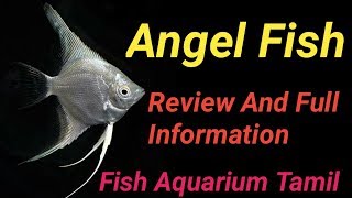 Angel Fish பற்றி தெரிஞ்சிகோங்க cost  type  gender Full Information In Tamil Fish Aquarium Tamil [upl. by Anaeed582]