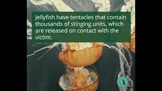 How To Treat A Jellyfish Sting  Merck Manual Consumer Version [upl. by Mace711]