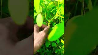 cuscuta  stem parasite berseem agriculture agricoaching agronomy weedstocks plants [upl. by Naujal]