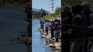 Shad Fishing Bonneville Dam Oregon fishing shadfishing [upl. by Nodyarg]