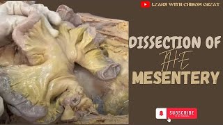 DISSECTION OF THE MESENTERY OF THE SMALL AND LARGE INTESTINE [upl. by Eiser]