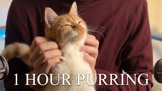 1 Hour  ASMR  Cats Purring for Relaxation and Deep Sleep [upl. by Ahsahtan]