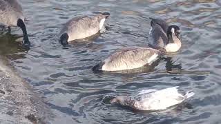 October 31 2024 A Strange Spices of Goose Flying leading Canadian Geese [upl. by Richardo]