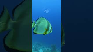 Orbicular Batfish  Sharm El Sheikh batfish [upl. by Noek]