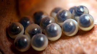 Parasitic wasps hatching from jewel bug eggs [upl. by Eillil]