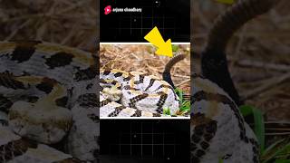 How Do Rattlesnakes Make Their Buzzing Sound shorts science facts [upl. by Erma]