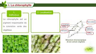 La chlorophylle et la lumière [upl. by Ecnirp]