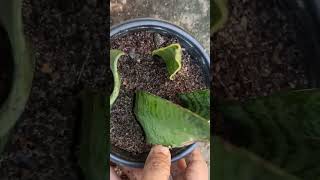 Propogation of Sansevieria plant sansevieria gardening gardeningplants planterpots [upl. by Karee503]