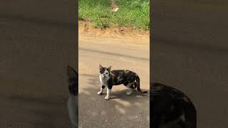 😂👌👌trending funnyvideos youtube catlover [upl. by Burroughs]