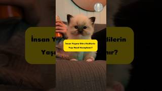 İnsan Yaşına Göre ➡️ Kedi Yaşı Hesaplama  1 dakika 1 hayvan [upl. by Ylek]